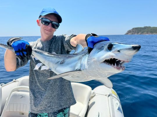 Requin mako reconnaissable à ses dents recourbées et effrayantes...