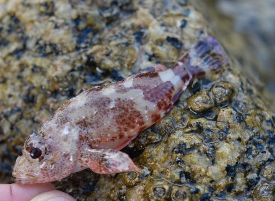 Cette petite rascasse de Madère fait partie des nombreuses espèces qu'il est possible de capturer en rockfishing en Corse