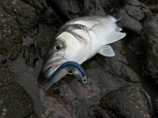 Le Black Minnow de FIIISH en taille 120 mm est l'un de mes leurres favoris pour pêcher le bar depuis le bord. Je l'anime soit en traction, soit en linéaire. 