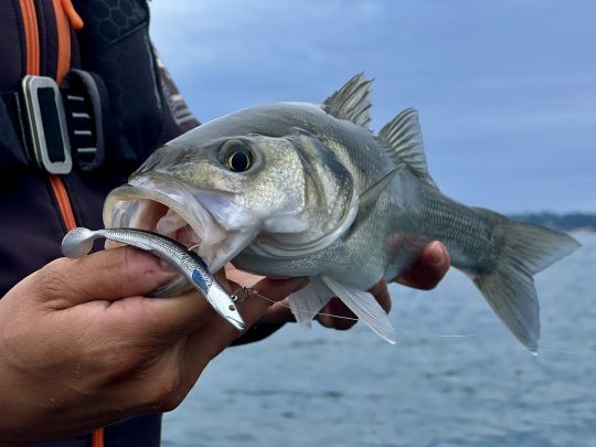 Un des jolis poissons du pré-fishing.