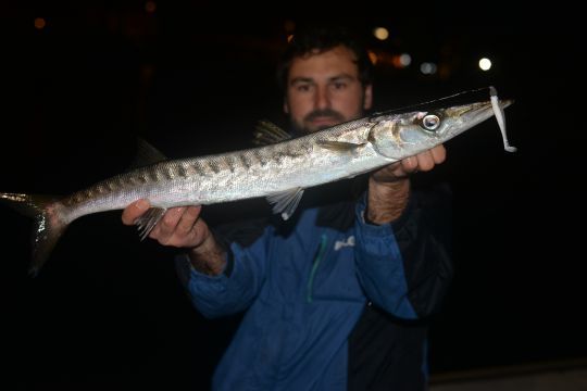 La bécune (barracuda) est omniprésente et se pêche en toutes saisons