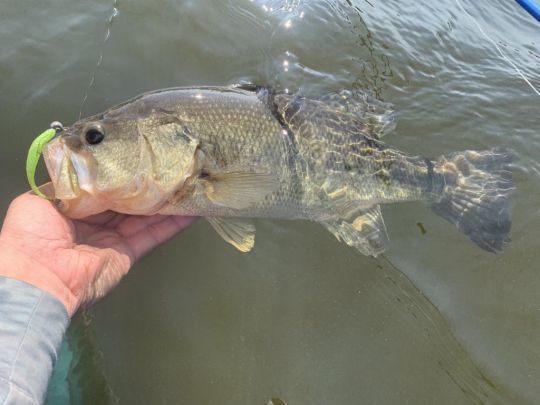 Les premiers poissons arrivent.