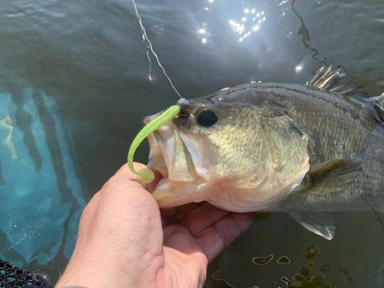 Le chartreux/vert/jaune fonctionne bien sur le black-bass.