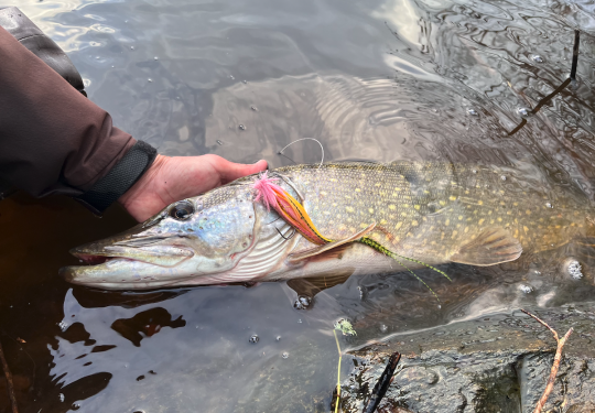 Ce modèle bufford fera sortir ce beau brochet d'une souche immergée