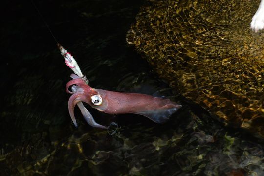 Un beau calamar Corse capturé à la tombée de la nuit