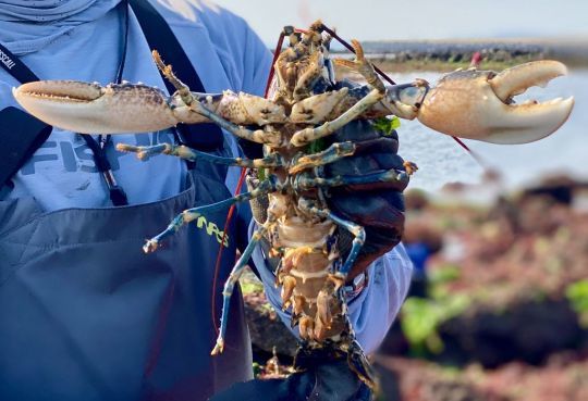 Un joli petit homard