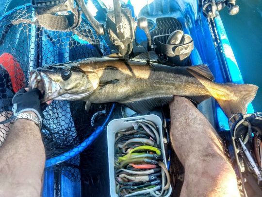 Pêcher différentes espèces au leurre en kayak