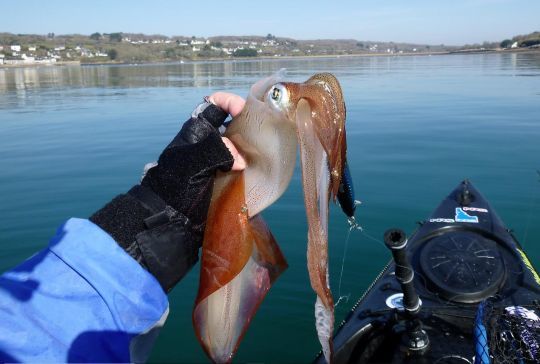 Pêcher les calamars en kayak