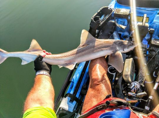 La pêche aux appâts en kayak