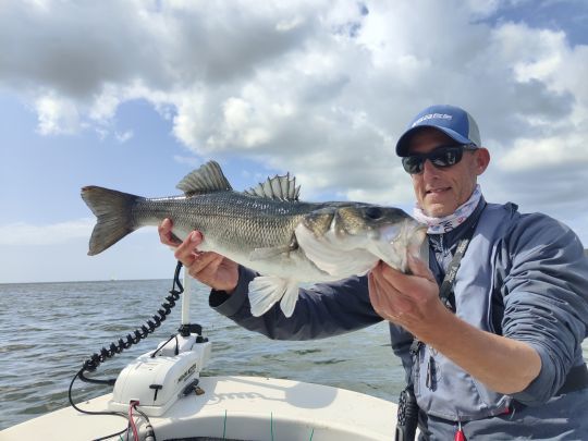 Joli capturé à la mouche sur un un clouser minnow chartreux