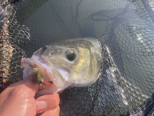 Les bars raffolent des petits crabes verts que j'utilise même autour des parcs à huitres