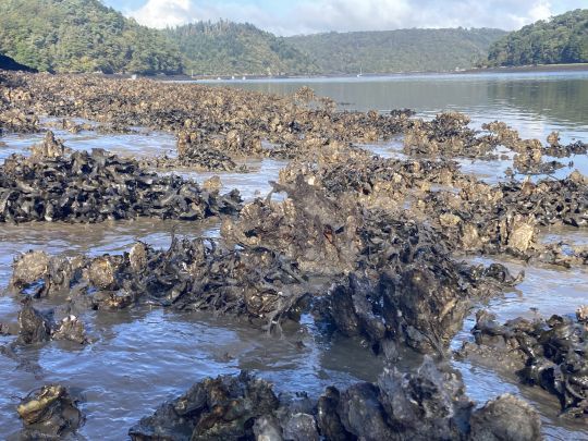 Les bordures de cet estuaire sont jonchées d'huitres où les bars se postent pour rechercher leur nourriture