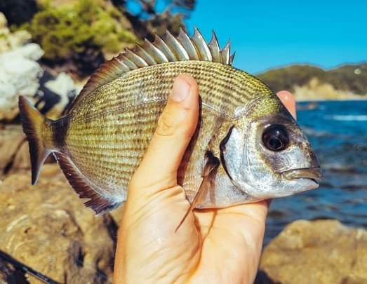 Les sars peuvent être pêchés avec de l'huître