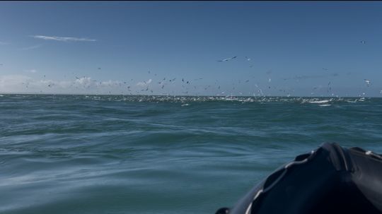 Une grosse chasse d'oiseaux qui laisse présager d'une belle activité sous la surface