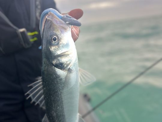 Des poissons de taille moyenne mais très bagarreurs dans le fort courant.