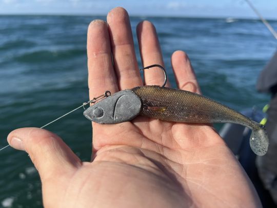 Un shad de taille similaire à celle des proies chassées par les bars