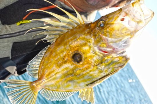 Le Saint-Pierre est un poisson magnifique