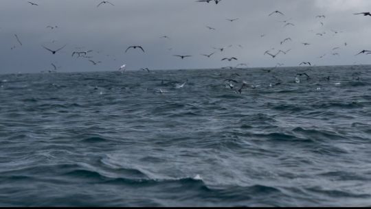 Les oiseaux sont là mais les poissons sont timides ! 