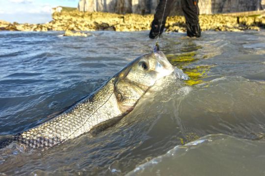 Les bars peuvent mordre au stickbait dans très peu d'eau