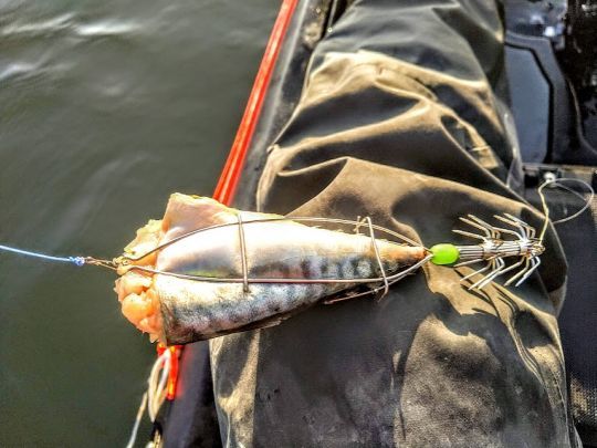 Filet de poisson pour pêcher les calamars et les seiches