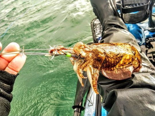 Les turluttes cages fonctionnent aussi pour pêcher la seiche