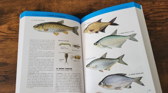 Plus de 155 espèces de poisson décrites