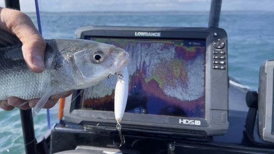 Sur des chasses actives, les poissons sont rarement de grosse taille.