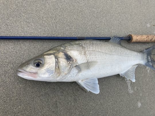 Joli bar de plage pris dans les rouleaux sur une longue plage de sable fin