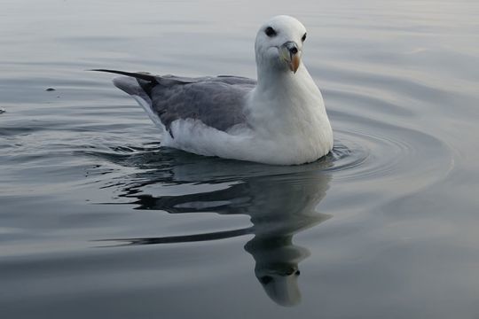 Les oiseaux au-dessus des ridens sont un bon signal