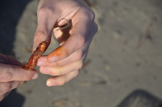 Le ver de chalut dégage un liquide orangé