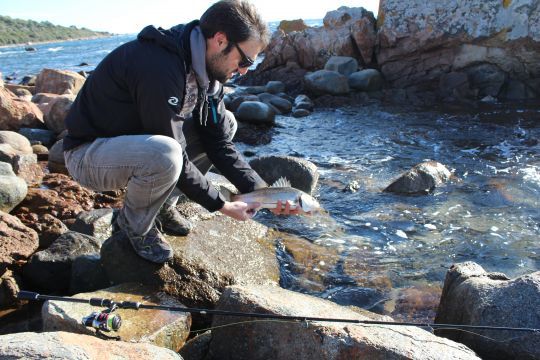 Les loups adorent chasser dans les zones battues par la houle