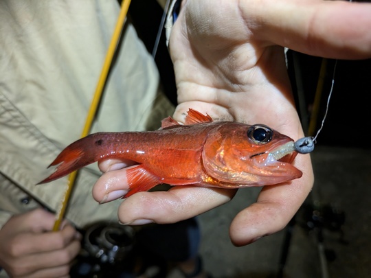 Le rockfishing est une pêche légère facile à mettre en œuvre après le travail