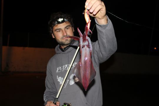 Les espèces nocturnes comme le calamar sont idéals pour pêcher après le travail