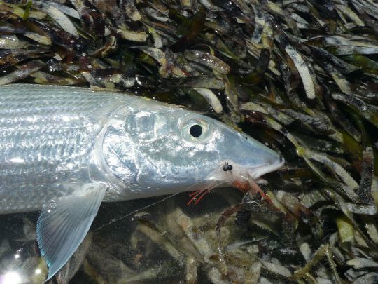 Le bonefish appelé aussi le fantôme gris se pêche avec des imitations de crevettes et de crabes