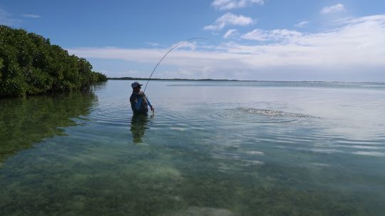 Les bonefish sont très puissants et vous sortiront du backing! Gare à la casse! 