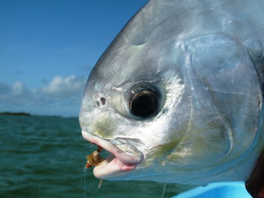 Le permit est un poisson très méfiant et difficile à leurrer. Le Graal des pêcheurs à la mouche en mer chaude!