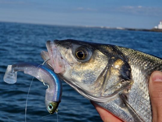 On ne le présente plus, le Black Minnow est un leurre qui a fait ses preuves à de multiples reprises.