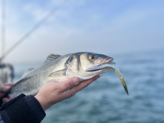 En début de saison, lorsque les bars chassent les lançons, le Crazy Sand Eel en taille 180 mm est le leurre qui vous apportera sans aucun doute les meilleurs résultats.