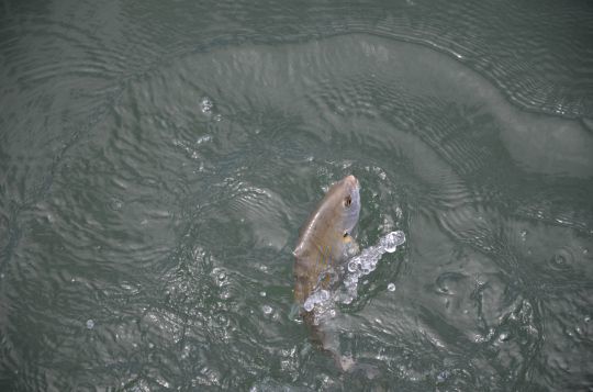 La saupe se pêche facilement au pain ou à la pâte