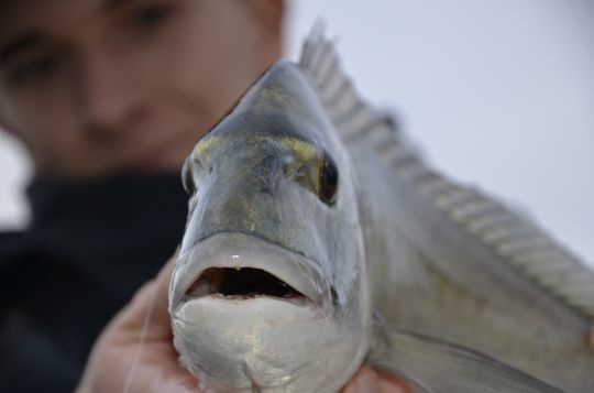 Une belle dorade qui a succombé à un ver bien présenté