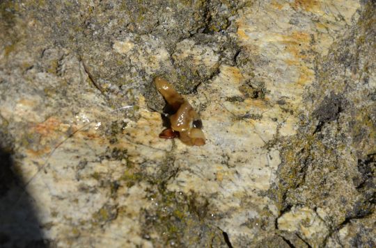 Une moule décortiquée pour garnir l'hameçon