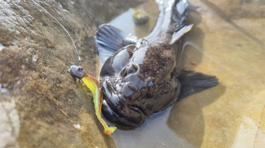 Les fameux gobies à grosse tête