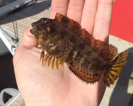 Une blennie très présente en Méditerranée