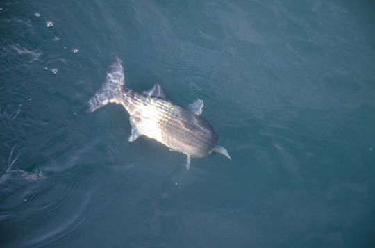 Les mulets peuvent être pêchés à l'aide de ver de terre