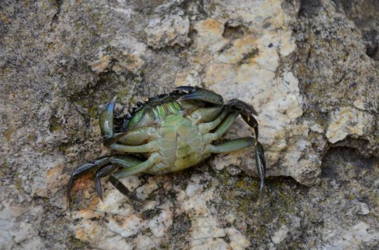 Même les crabes ne pourront être utilisés comme appâts...