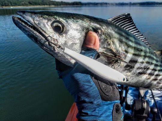 De belles bonites sur des poissons nageurs