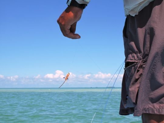 Mouche en main et les yeux rivés sur l'eau dans l'attente de croiser la route d'un permit