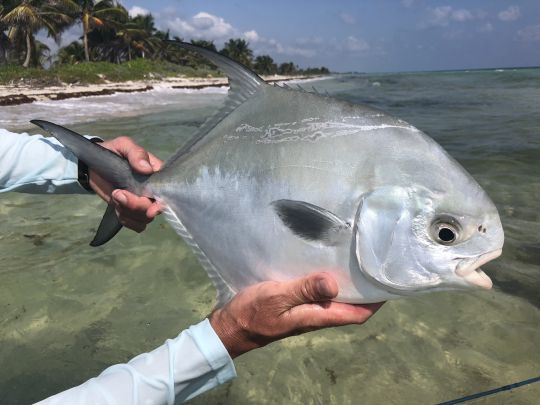 Le permit est un magnifique poisson, très méfiant et puissant qui donne du fil à retordre au pêcheur! 