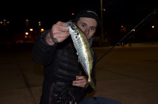 Différentes espèces à pêcher