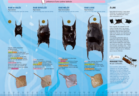 Identification des œufs de raies